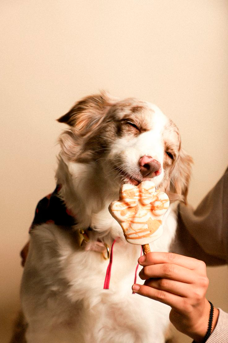 Dog photoshoot happy dog posing